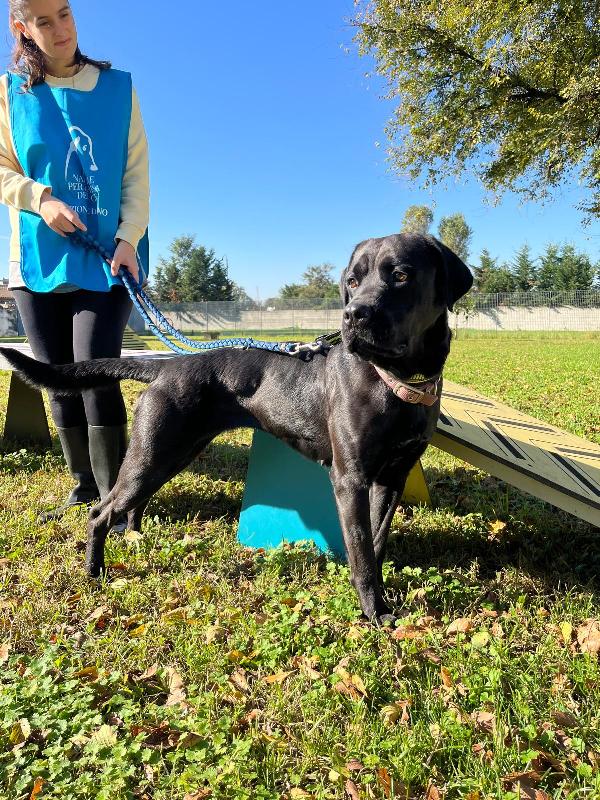CARBONELLA CANE CORSO Foto 3